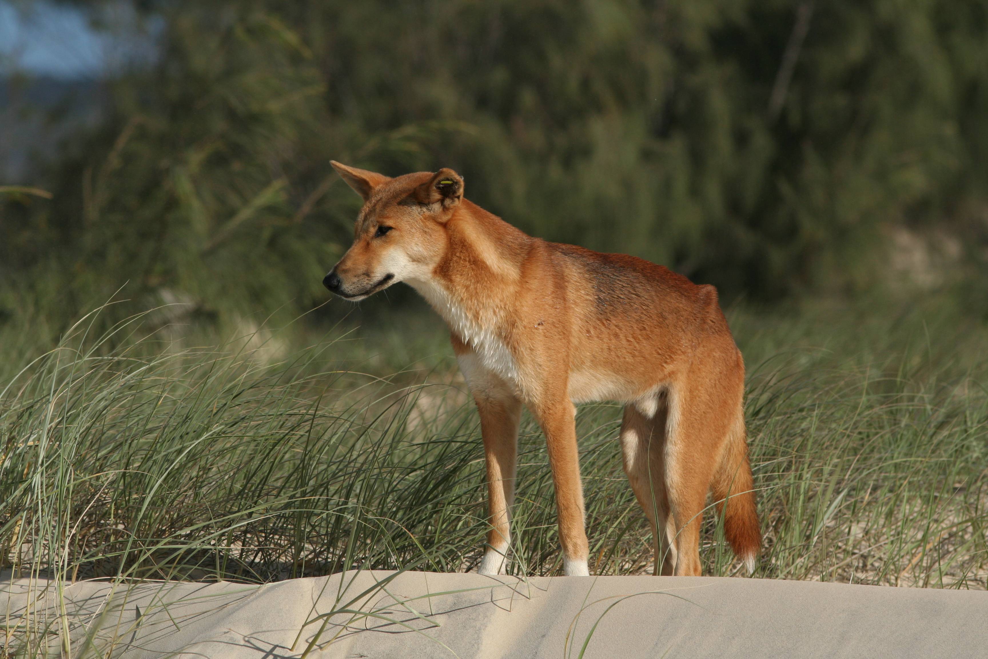 Динго (canis lupus dingo): фото, интересные факты