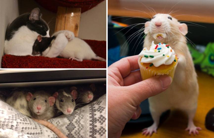 Домашняя крыса – основные виды, плюсы и минусы грызуна, интересные клички