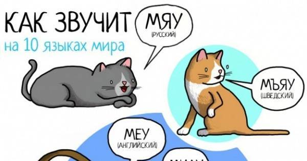 Язык тела кошки и кота: как научиться понимать своего питомца