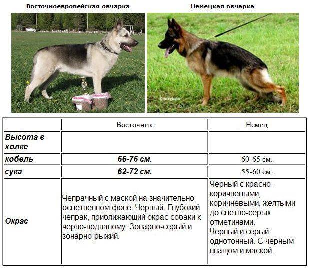 Восточноевропейская овчарка — история, стандарты, плюсы и минусы, частые вопросы