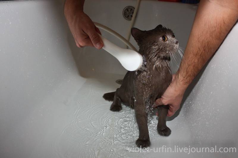 Как купать котенка: основные правила, с какого возраста и как часто можно мыть питомца