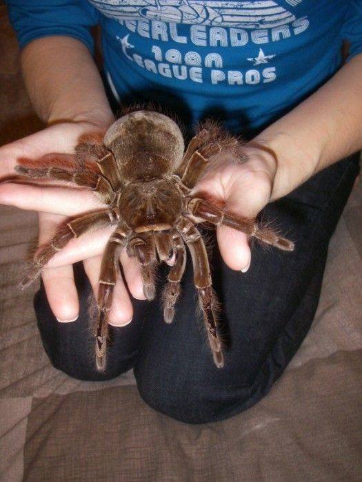 Укус паука-птицееда: опасен ли для человека и что делать в домашних условиях