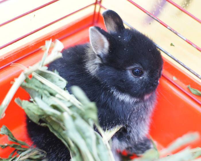 Породы декоративных кроликов. голландский карликовый кролик | дачная жизнь