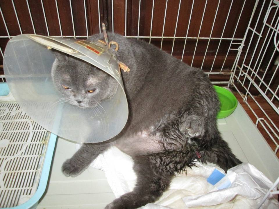 Стерилизованная кошка просит кота: почему после стерилизации питомица орет, что делать?