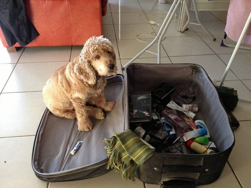 Где оставить собаку на время отпуска хозяев