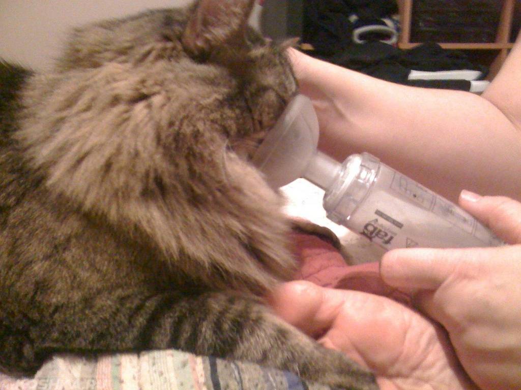 Почему кошка чихает: причины и чем лечить в домашних условиях