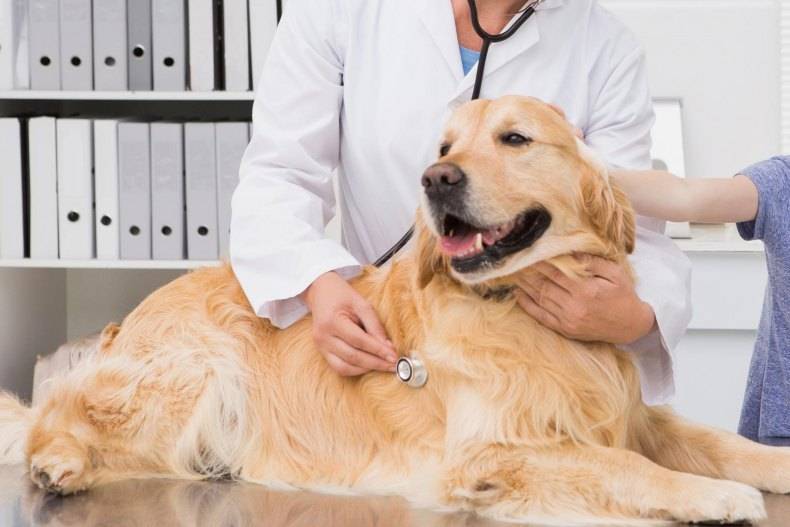 Болезни ушей у собак: симптомы, лечение