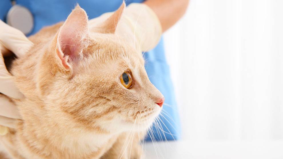 Инсульт у кошек - симптомы и лечение
инсульт у кошек - симптомы и лечение
