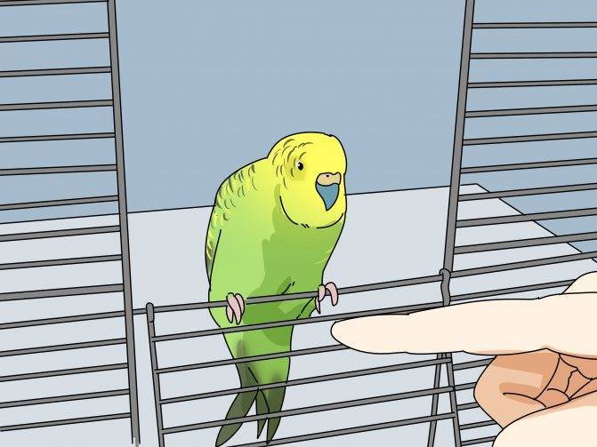 Почему волнистый попугай грызет клетку: что с ним не так