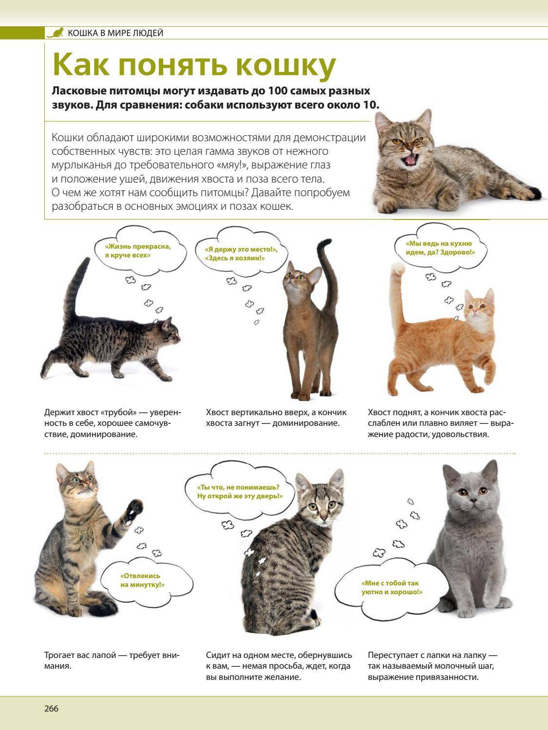 Как разговаривать с кошками и котами: жесты, слова, взаимопонимание между хозяином и питомцем