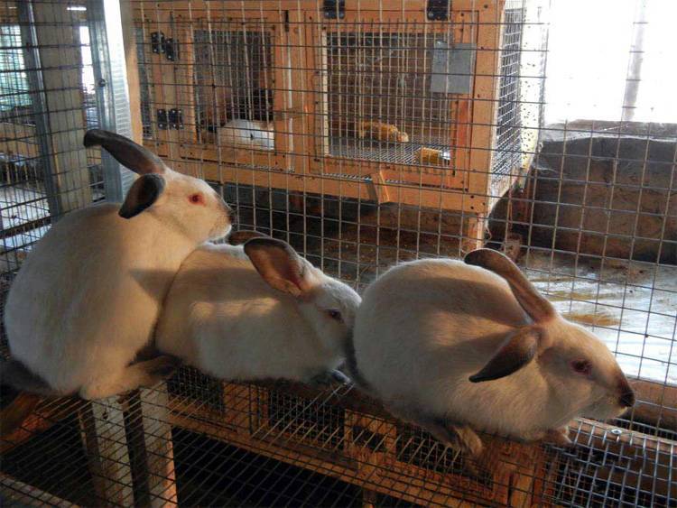 Два метода разведения кроликов: чистопородное и скрещивание