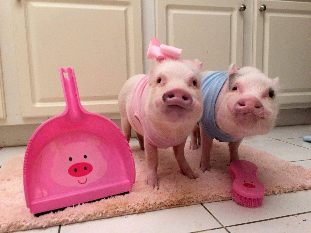 Карликовые декоративные свиньи мини-пиги: особенности содержания в домашних условиях