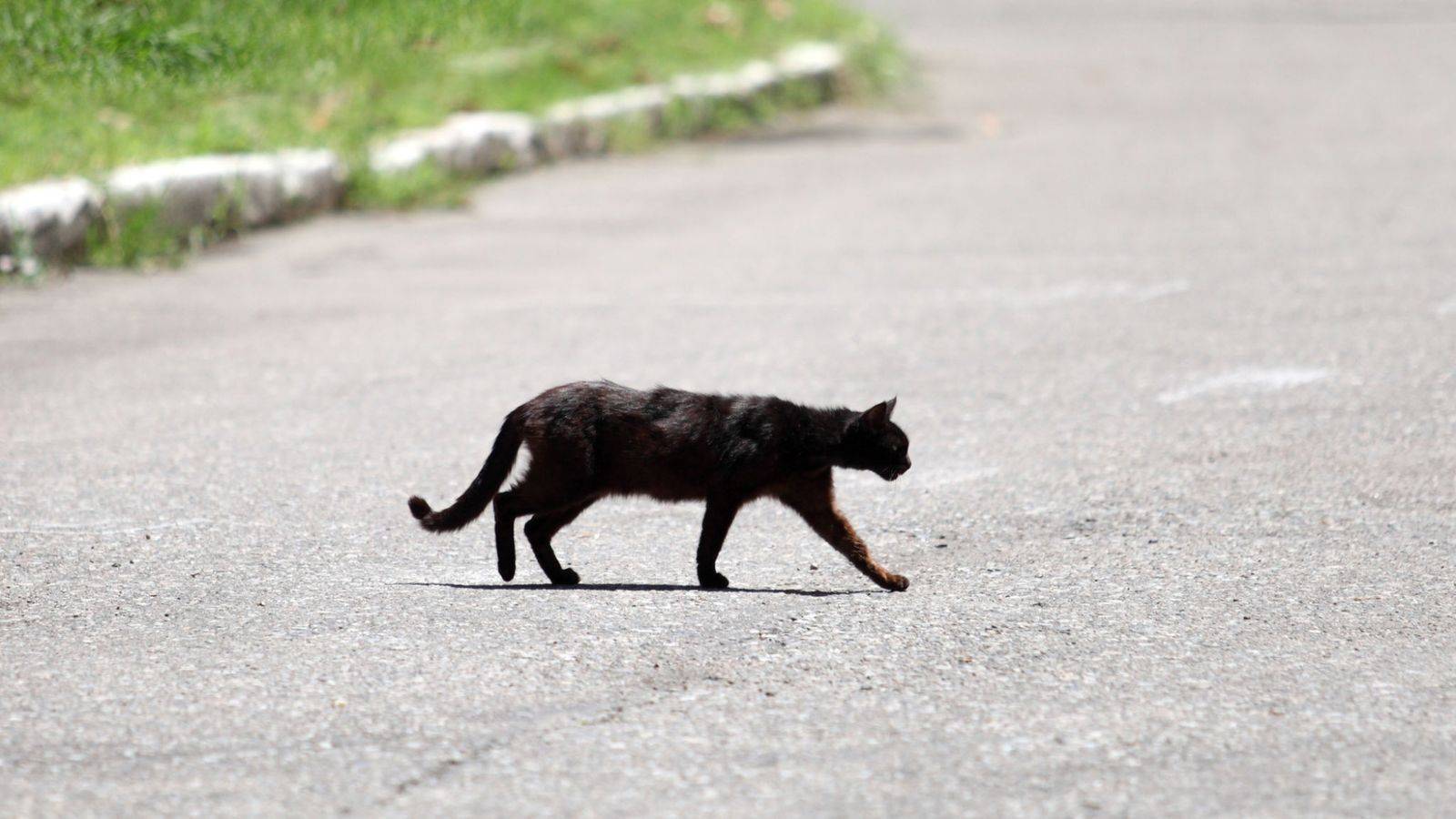 «верую в черную кошку» – кто заставляет приметы «работать» | православие и мир