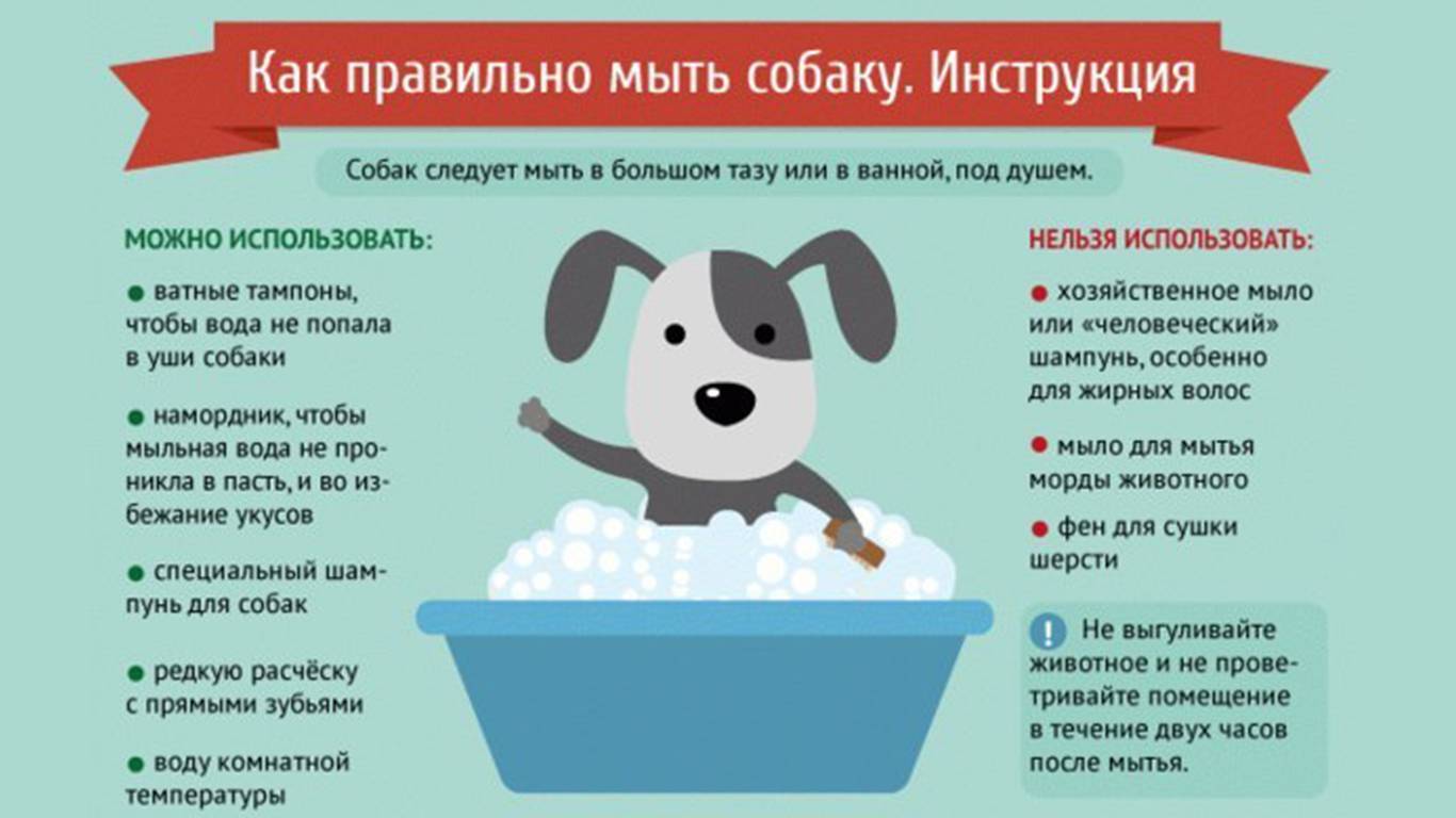 Чем заменить шампунь для собак - dogkind.ru