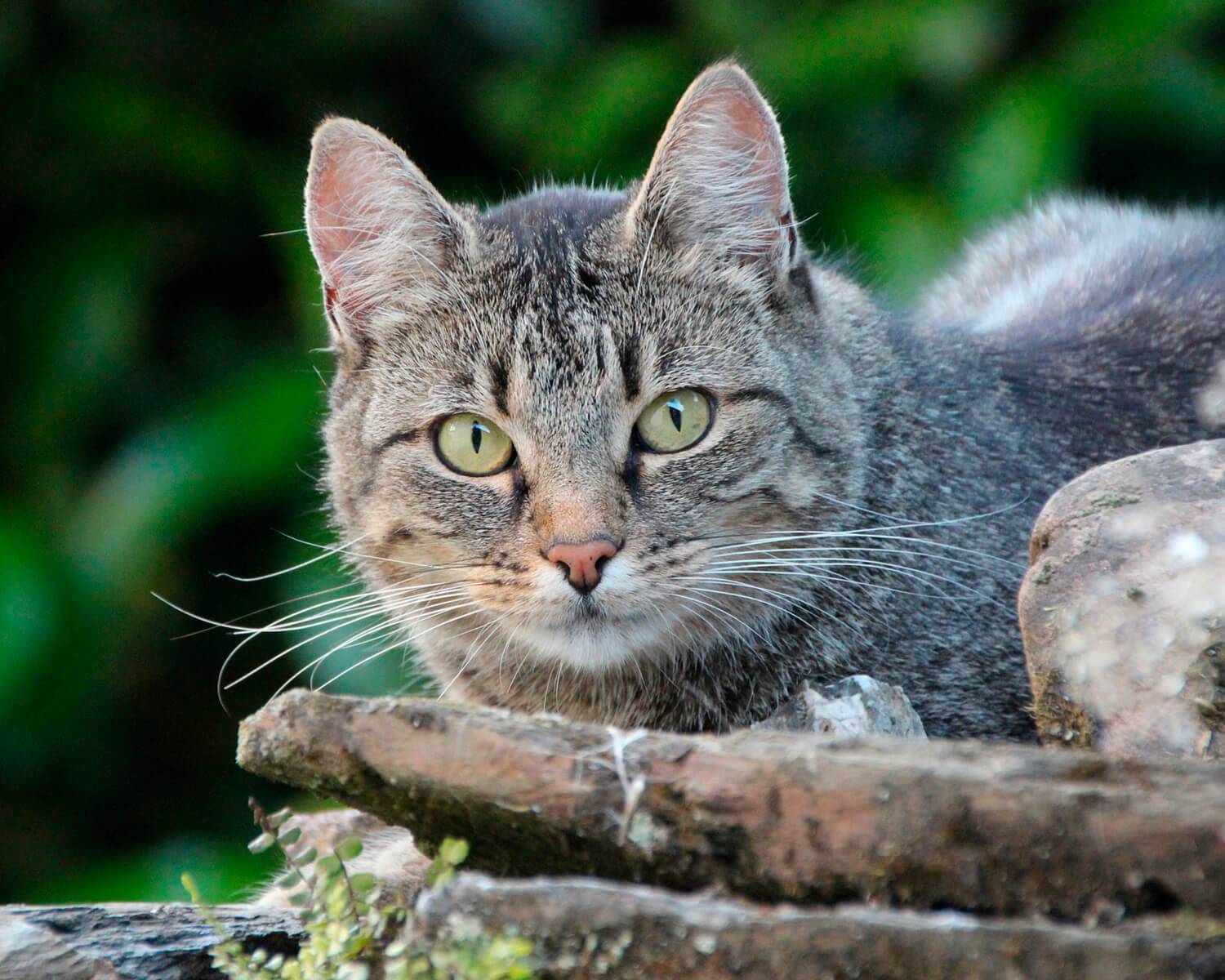 Европейская короткошерстная кошка: описание, содержание породы