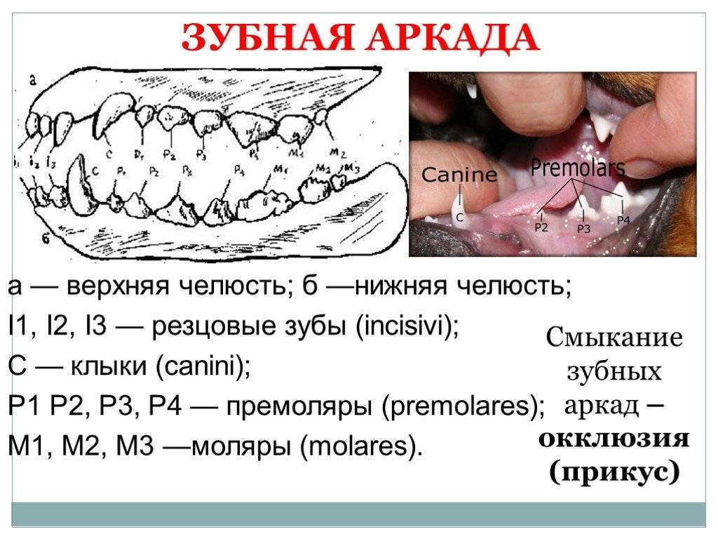 Зубы котов схема