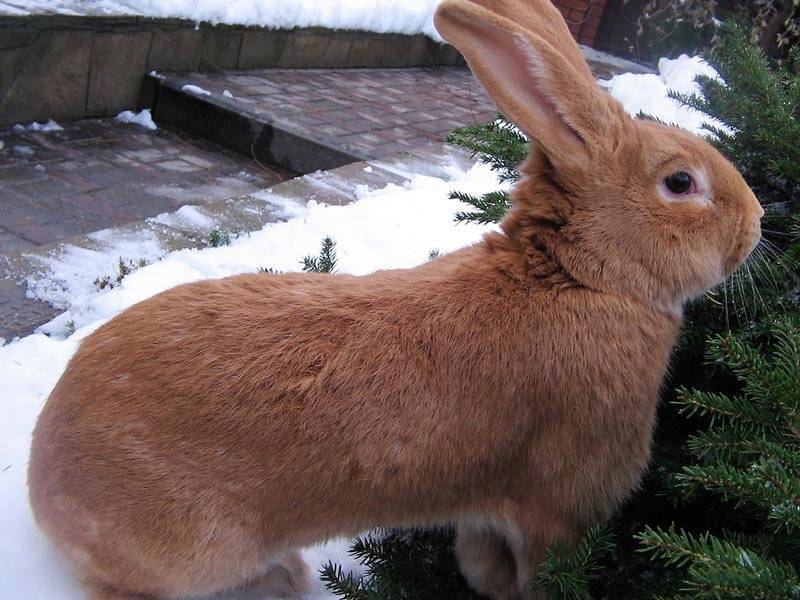 Бургундские кролики: описание и особенности разновидности