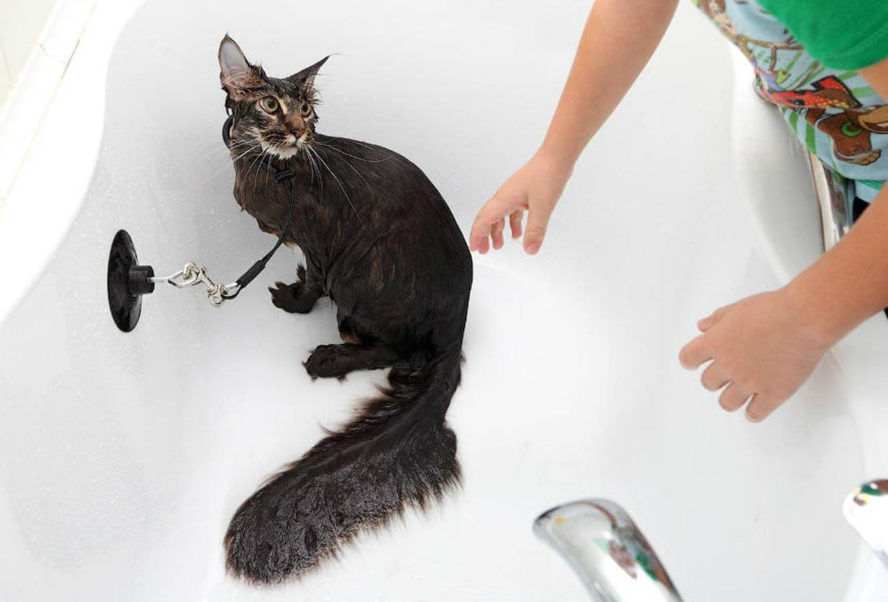 Можно ли мыть кошку обычным шампунем для людей или детским? | любимый питомец