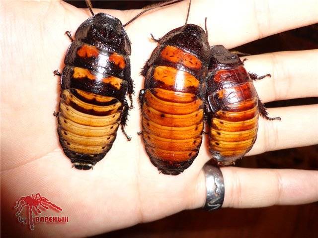 Мадагаскарский шипящий таракан-содержание в домашних условиях