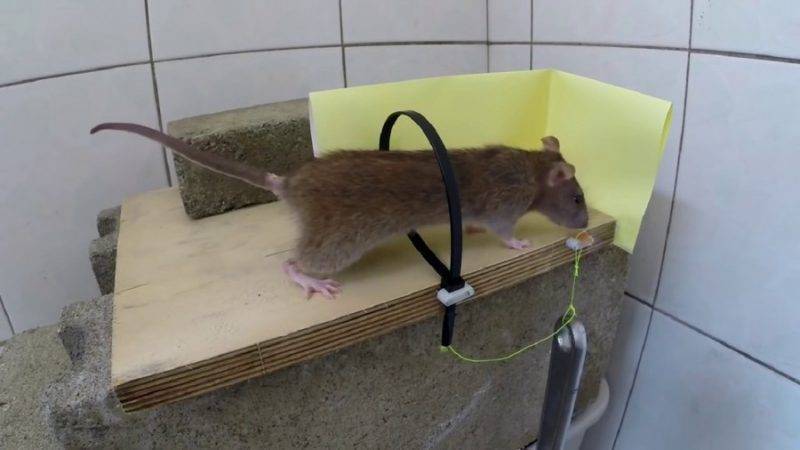 Усыпление крыс, усыпить крысу в ростове-на-дону