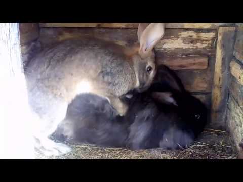 Как происходит спаривание кроликов