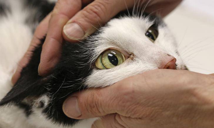 Причины липидоза печени у кошек: симптомы и лечение