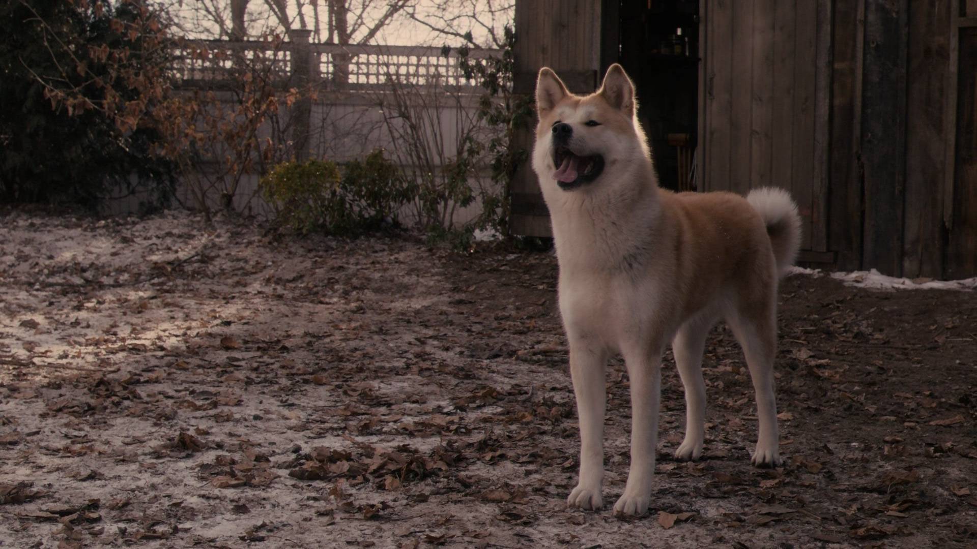 Какой породы была собака в фильме хатико — на какой цнцахики пес?