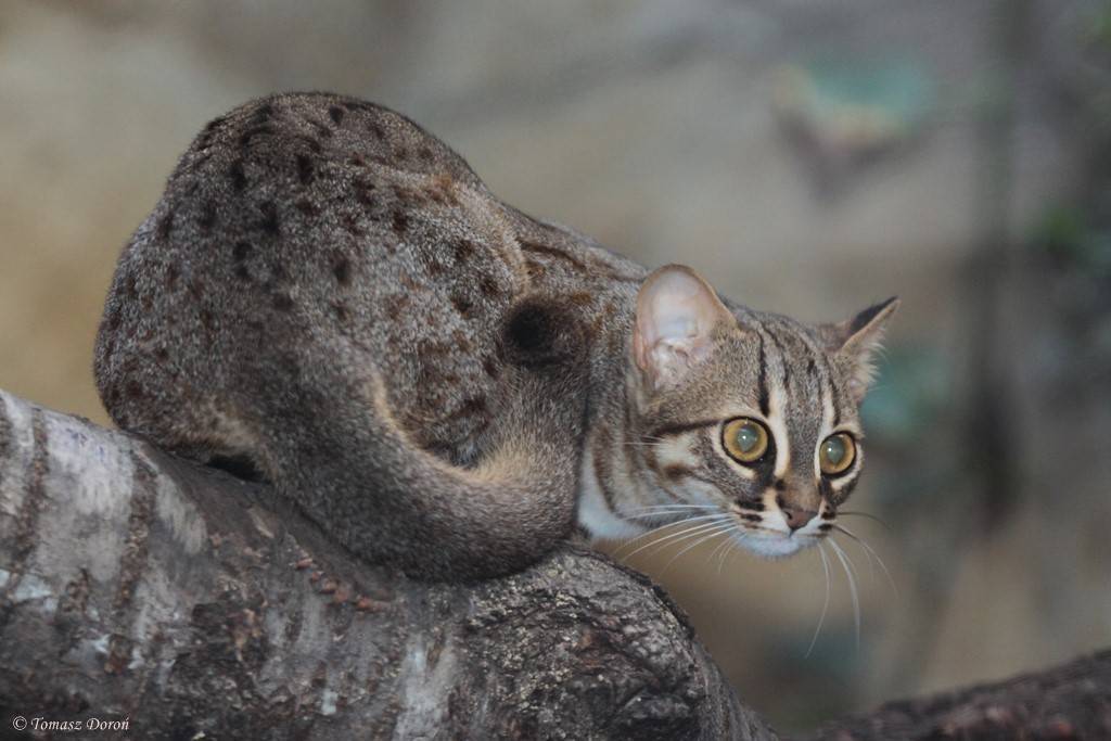 15 необычных видов кошек, о которых вы не знали :: инфониак