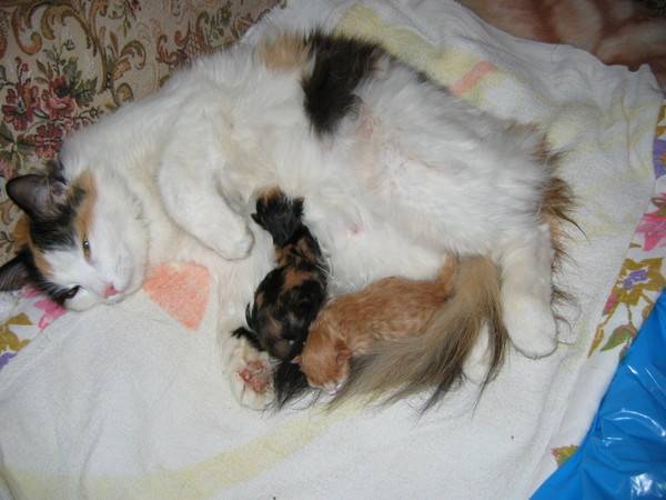 Как рожают кошки в первый раз: начало процесса, что делать хозяину, появление котят