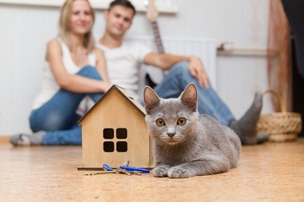 Переезд в новый дом — стресс для кошки?