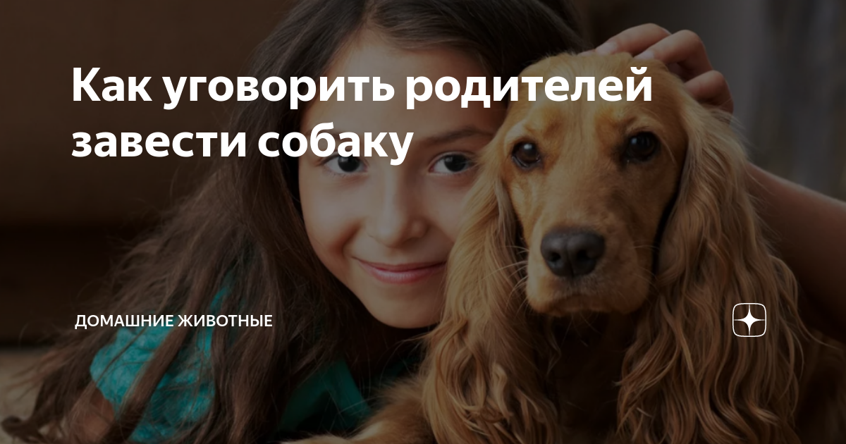 Как уговорить своих родителей завести собаку