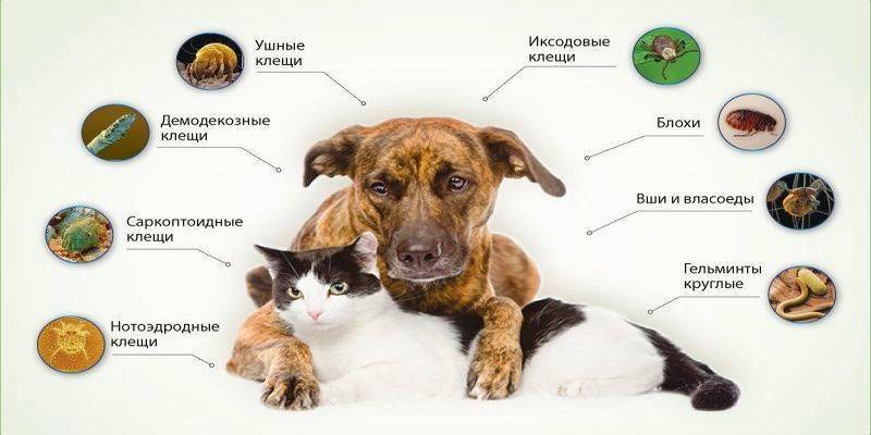 Раковая опухоль у кошек и собак