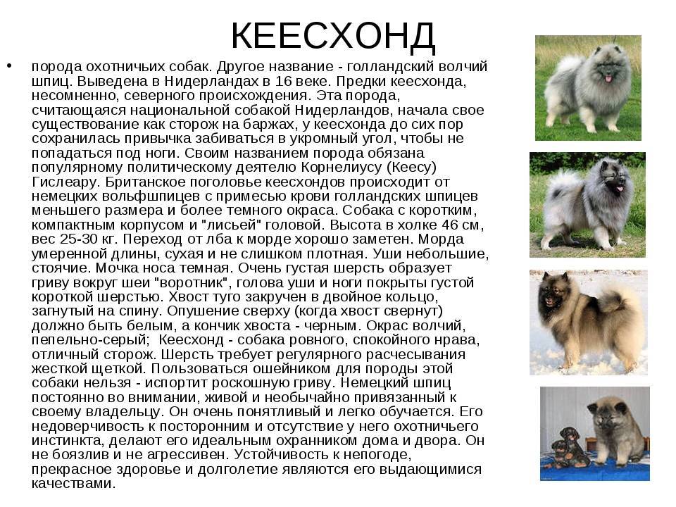 Порода собак померанский шпиц: типы окрасов и фото
