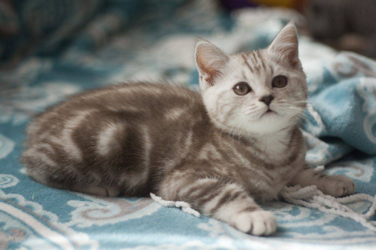 Британская короткошерстная кошка