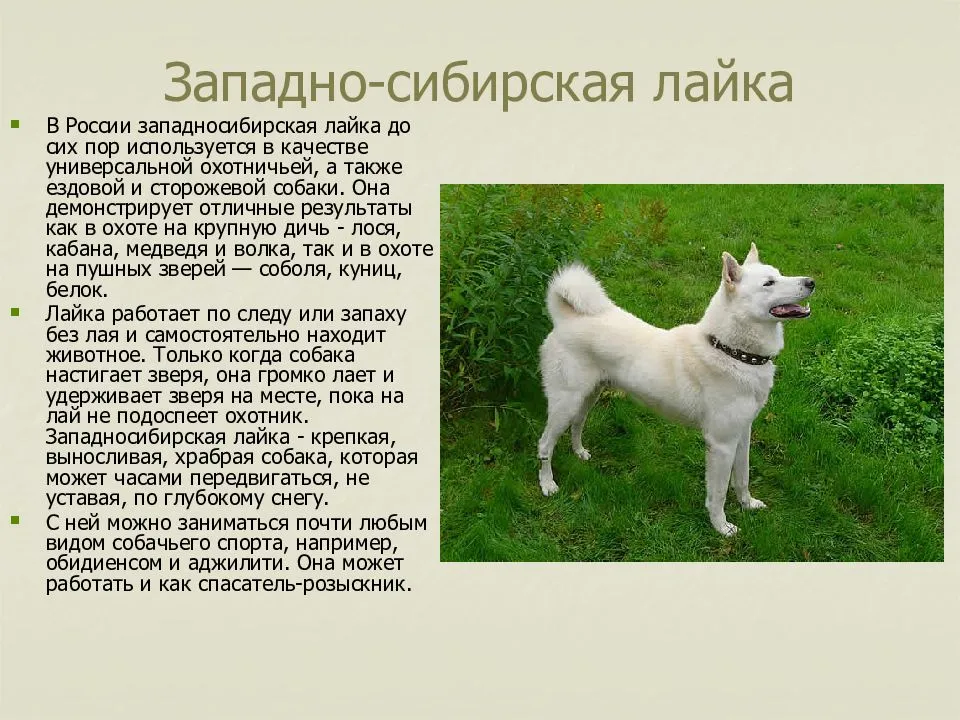Описание породы собак русско-европейская лайка: характер, уход, предназначение