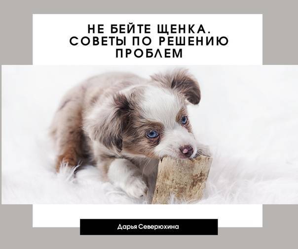 Почему собака ???? писает на кровать хозяина и что делать