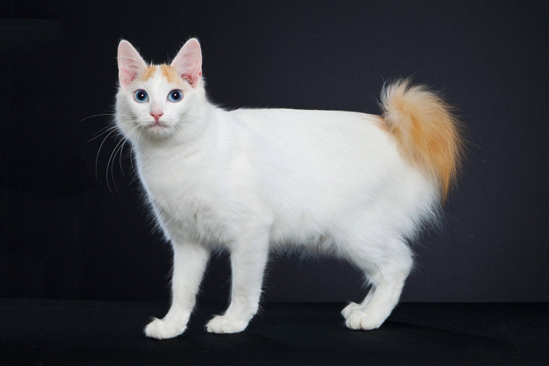 Рассмотрите фотографию кошки породы японский бобтейл. Японский бобтейл. Японский бобтейл кошка. Японский бобтейл длинношёрстный. Порода кошек японский бобтейл.