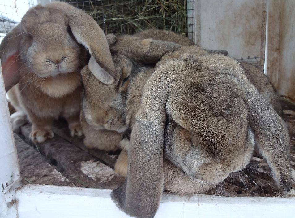 Кролики породы баран — виды, характеристики и разведение