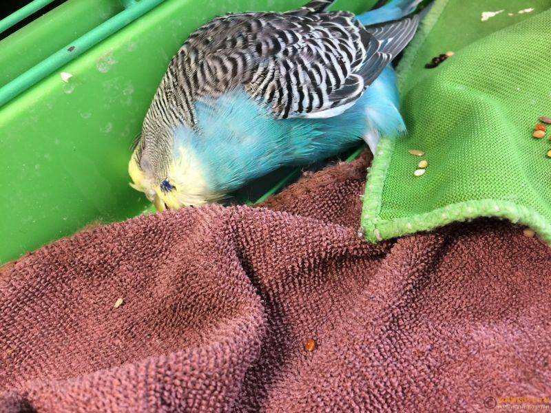Болезни крыльев у волнистых попугаев - симптомы и лечение