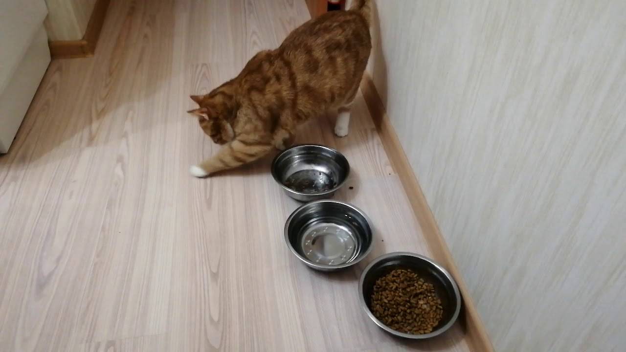 Почему кошка закапывает миску с едой, роет что-то возле миски лапой
