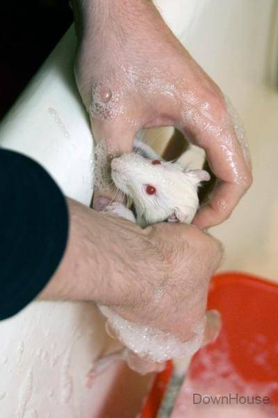 Можно ли мыть крысу мылом - рыболовный караван