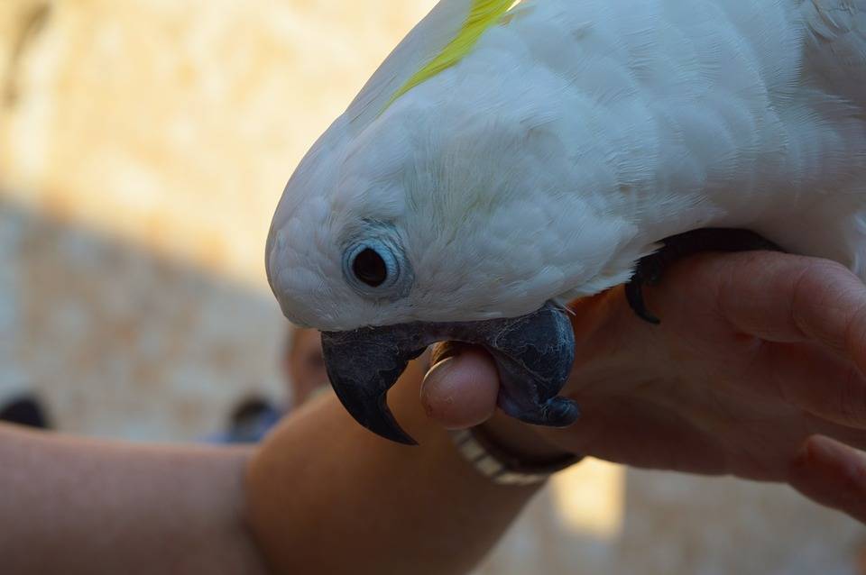 Почему попугай кусается - как отучить волнистого попугая кусаться