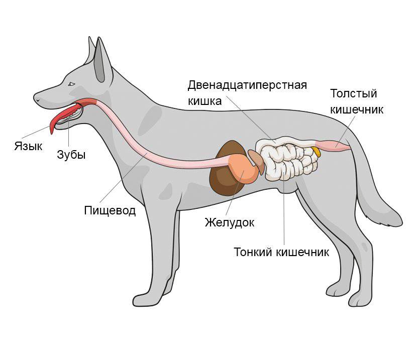 Бурлит в животе у собаки: причины, лечение, профилактика