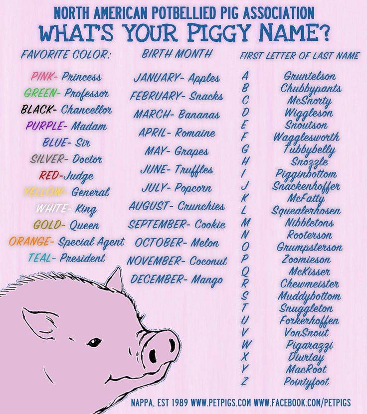 (обновлено) как можно назвать морскую свинку: список имен для мальчиков и девочек