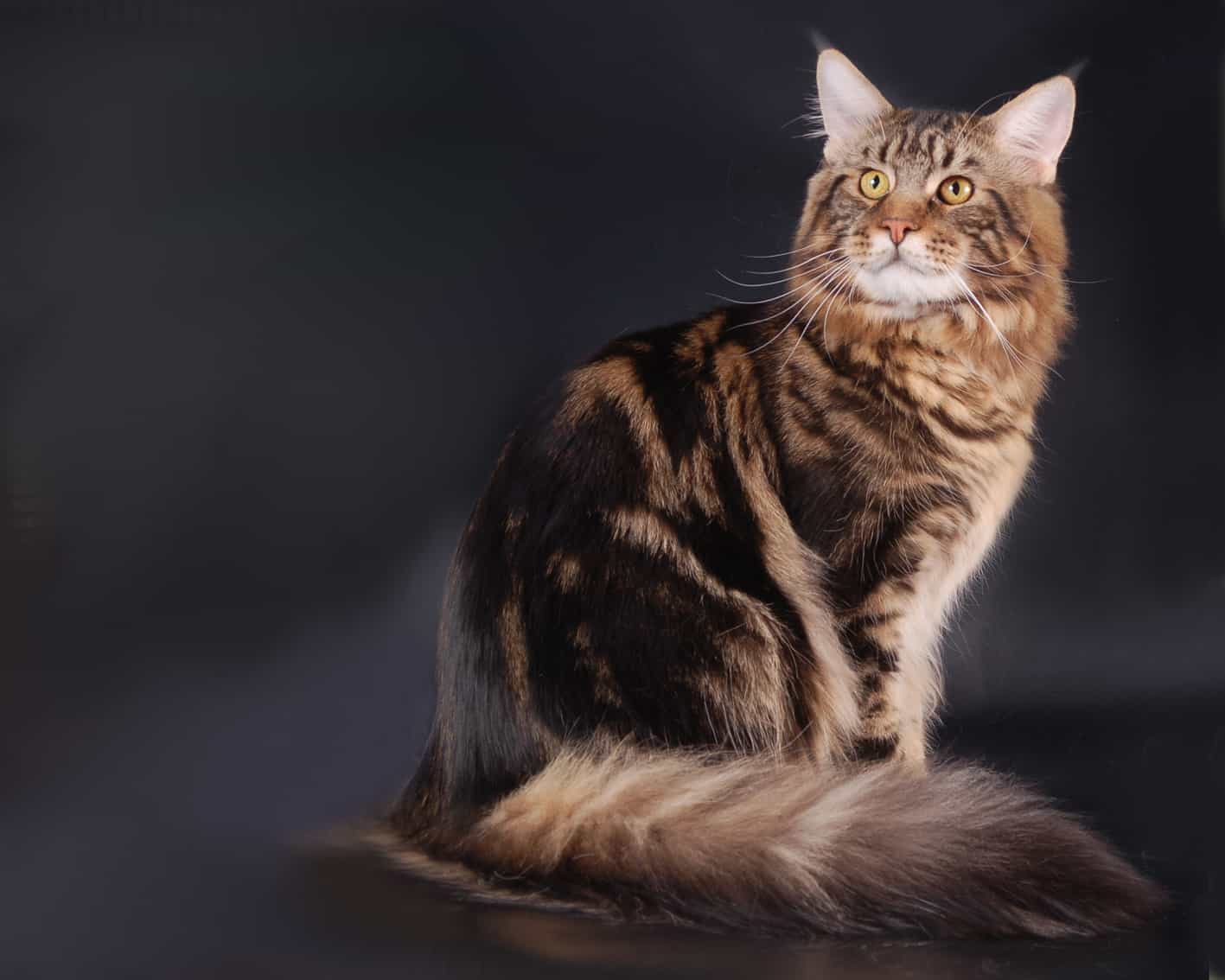 Американская енотовая кошка: сравнения, особенности, факты