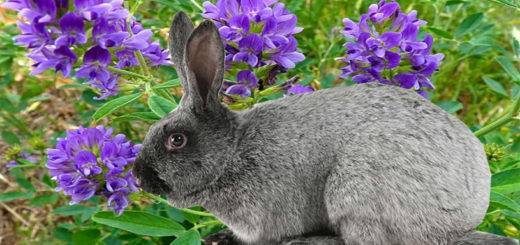 Можно ли кроликам давать горох и другие бобовые культуры