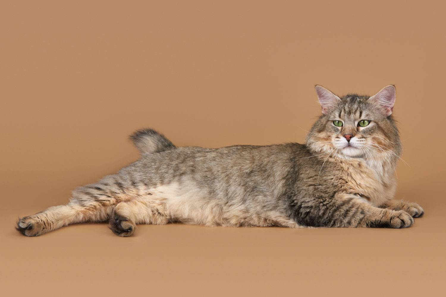 Коты породы пиксибоб: 120 фото, описание внешности, цена котенка, характер породы, уход