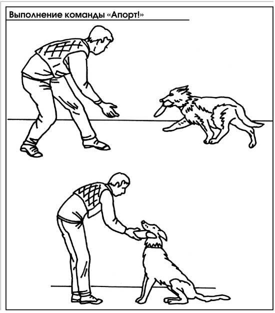 Как дрессировать щенка самому