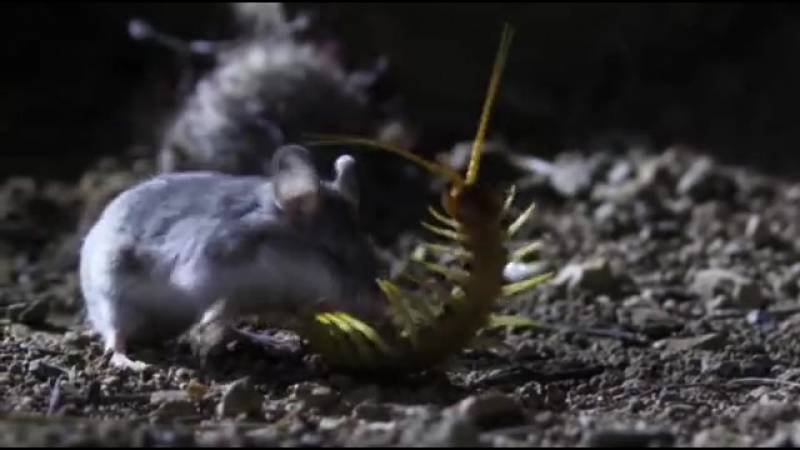 Кузнечиковый хомячок (скорпионовый): все о хищном представителе вида