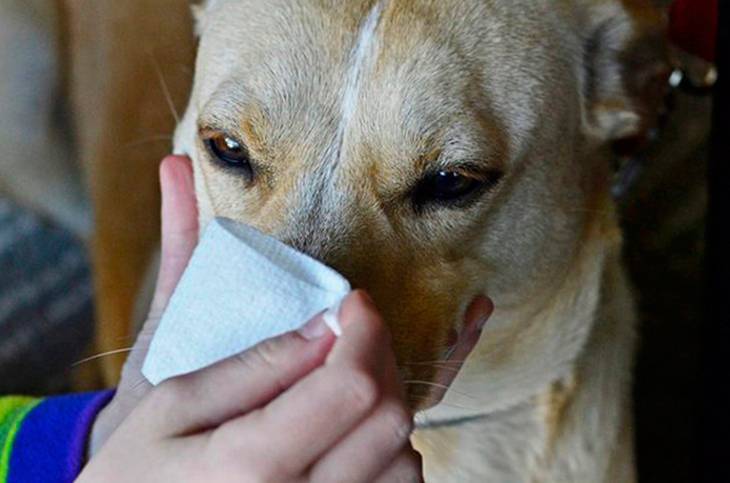 Почему чихаю кровью. Кровотечение из носа у собаки. Носовое кровотечение у собаки. Кровотечение из носа у животных.